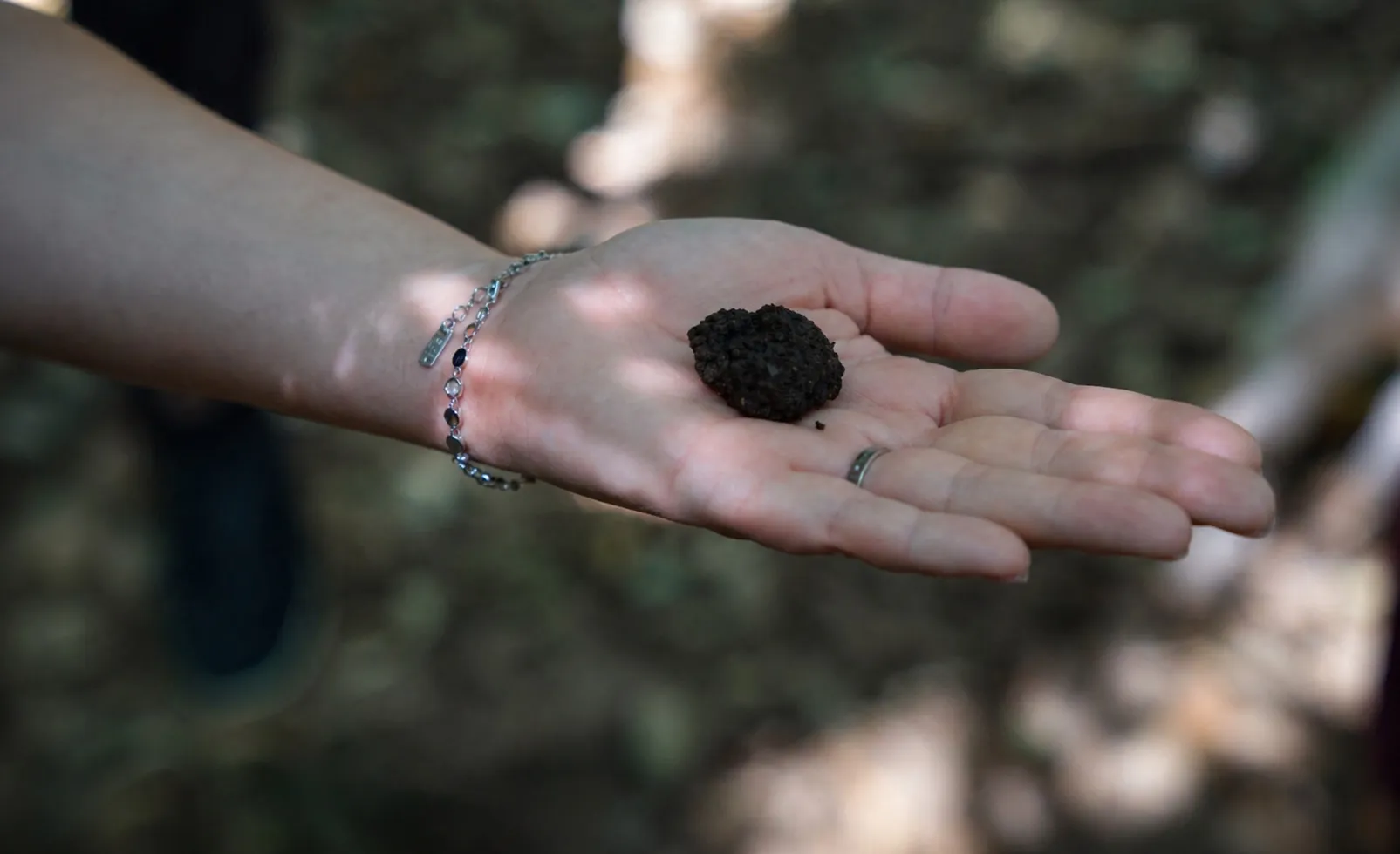 Fresh truffle found during the hunt
